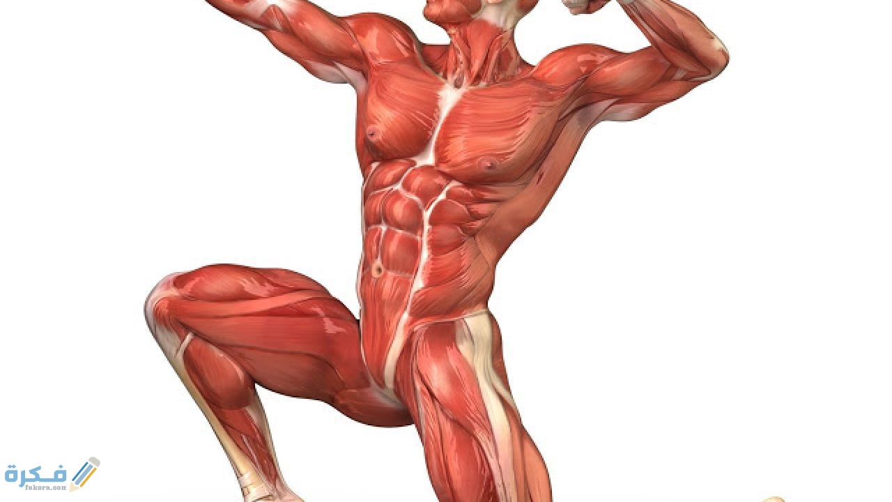 أنوع العضلات