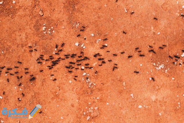 pexels photo 2563028