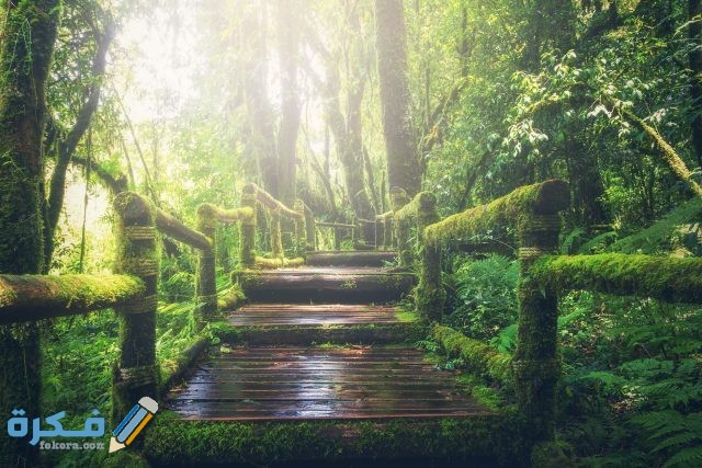 تفسير حلم الزرع الأخضر لابن سيرين او لابن شاهين pexels pixabay 235734