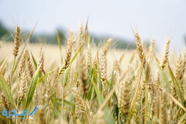 pexels pixabay 265216