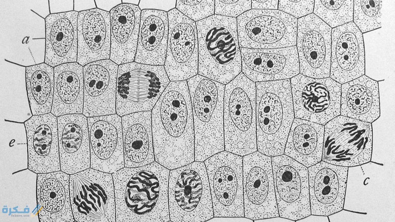 خلايا جسم الإنسان