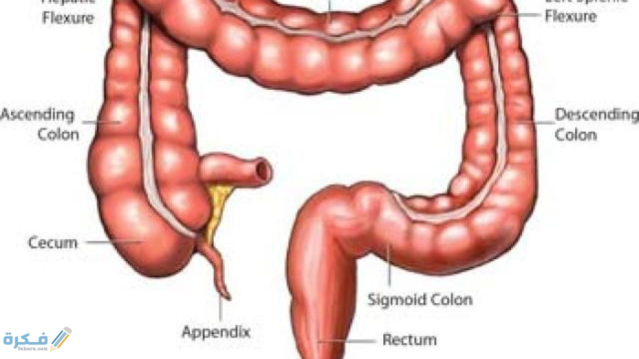 المصران الأعور