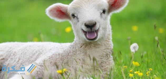 اسم صغير الخروف