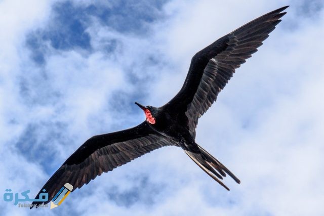 الجناح في الحلم على ماذا يدل