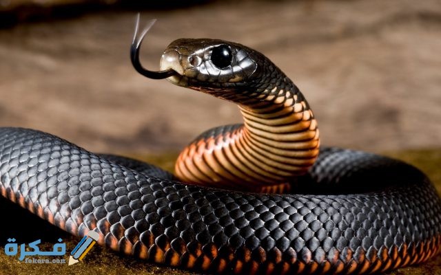 الثعبان في الحلم على ماذا يدل