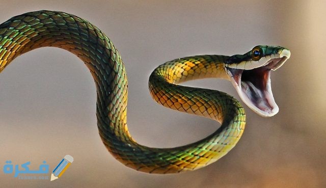 الثعبان في الحلم على ماذا يدل