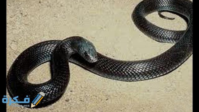تفسير حلم رؤية الثعبان الاسود