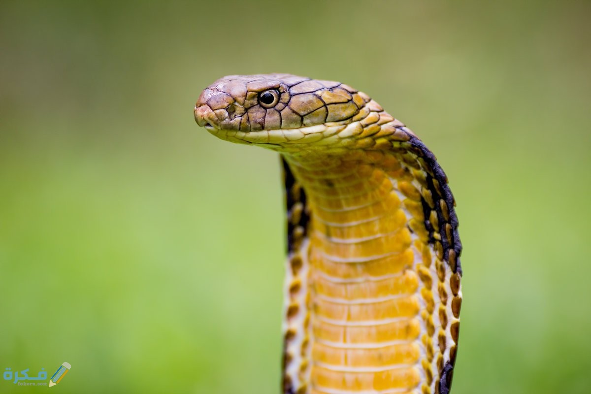 تفسير عضة الثعبان في المنام