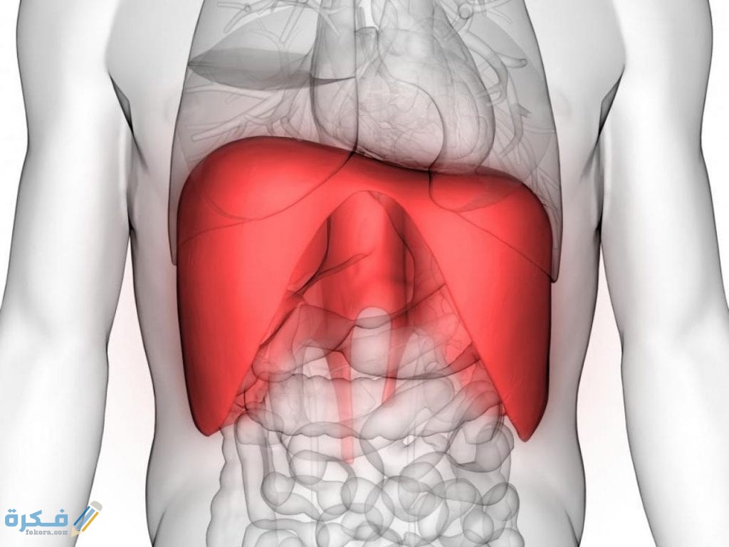 فوائد الحجاب الحاجز