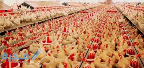 طريقه تسمين الدجاج بسرعة 210