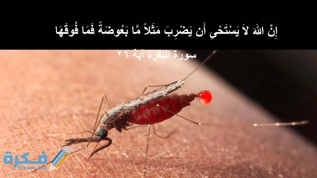 ايه عن البعوضة في سورة البقرة