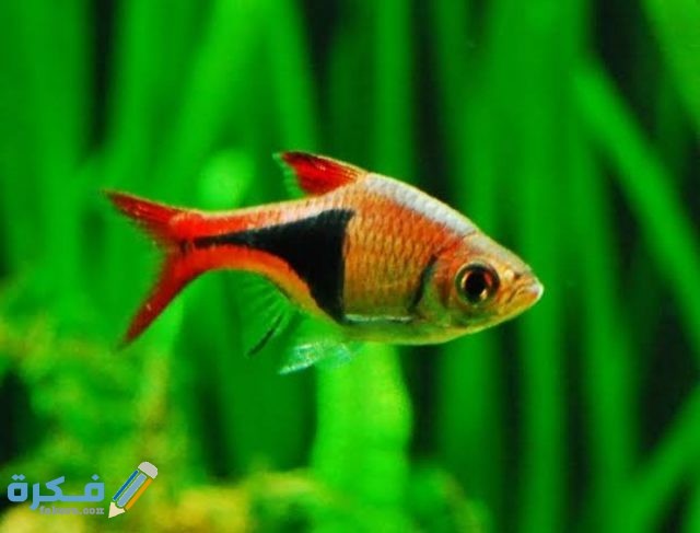 IMG ٢٠٢٠٠٩١٥ ٢١٠٠٣١