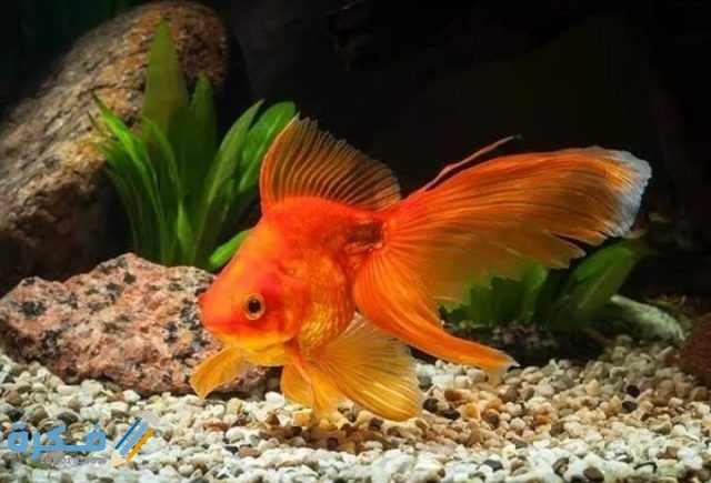 IMG ٢٠٢٠٠٩١٥ ٢١٠٠٥٧