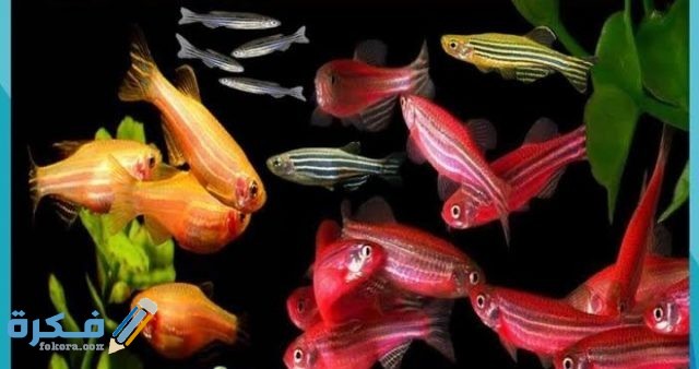 IMG ٢٠٢٠٠٩١٥ ٢١٠١٠٨