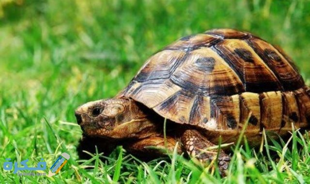 IMG ٢٠٢٠٠٩١٥ ٢١٠١٢٢