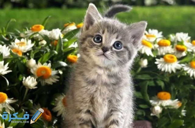 IMG ٢٠٢٠٠٩١٥ ٢١٠١٣٠