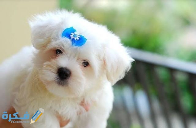 IMG ٢٠٢٠٠٩١٥ ٢١٠١٣٩