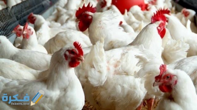 IMG ٢٠٢٠٠٩١٥ ٢١٠٤٥١