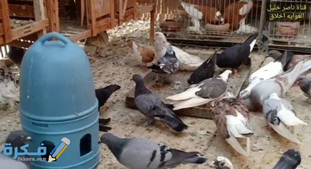 IMG ٢٠٢٠٠٩١٥ ٢١٠٥٠٨