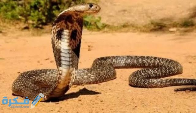 IMG ٢٠٢٠٠٩١٥ ٢٢٠٣٤٩