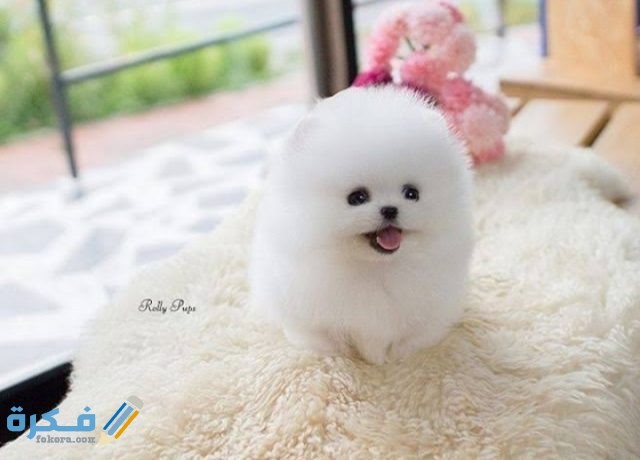 IMG ٢٠٢٠٠٩١٦ ٢٠٠٩٣٧