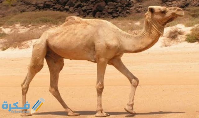 IMG ٢٠٢٠٠٩١٦ ٢٠١٠١٨