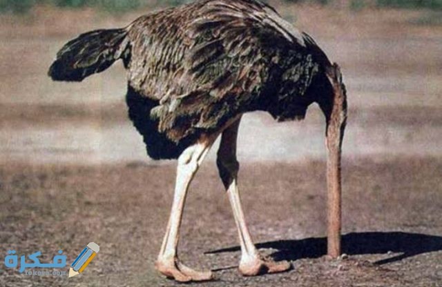 لماذا تدفن النعامة رأسها في الرمال IMG ٢٠٢٠٠٩١٦ ٢٠١١٣٤