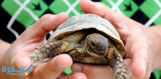 IMG ٢٠٢٠٠٩١٦ ٢٠١١٤٣