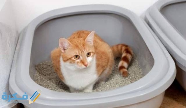 IMG ٢٠٢٠٠٩١٦ ٢٠١٢٣٦