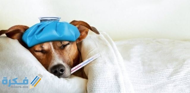 علاج جرب الكلاب في المنزل IMG ٢٠٢٠٠٩١٦ ٢٠١٧٢٠