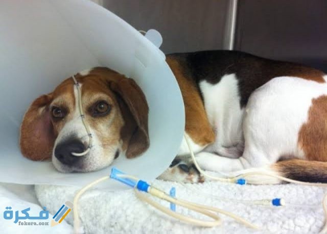 علاج جرب الكلاب في المنزل IMG ٢٠٢٠٠٩١٦ ٢٠١٧٢٩