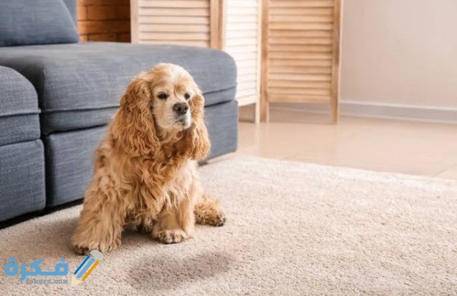 IMG ٢٠٢٠٠٩١٧ ٠٠٥٧٤٢