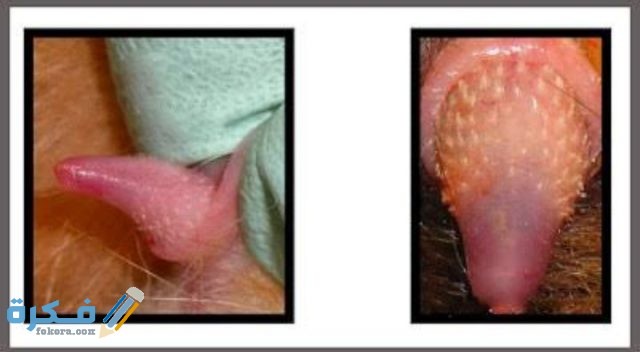 لماذا تبكي القطط عند التزاوج IMG ٢٠٢٠٠٩١٧ ١٨٤٥١٩