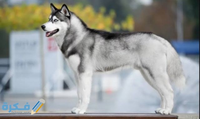 معلومات عن انواع الكلاب IMG ٢٠٢٠٠٩١٧ ١٨٤٥٤٦