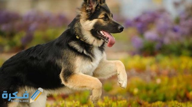 معلومات عن انواع الكلاب IMG ٢٠٢٠٠٩١٧ ١٨٤٥٥٨