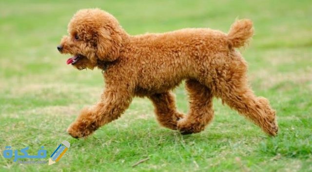 معلومات عن انواع الكلاب IMG ٢٠٢٠٠٩١٧ ١٨٤٦٠٨