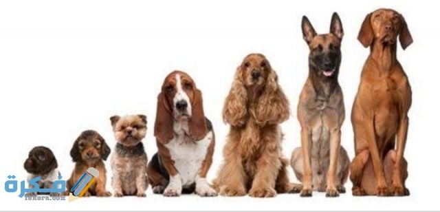 معلومات عن انواع الكلاب IMG ٢٠٢٠٠٩١٧ ١٨٤٦٢٩