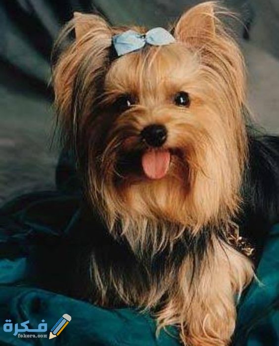 IMG ٢٠٢٠٠٩١٧ ١٨٤٦٣٧