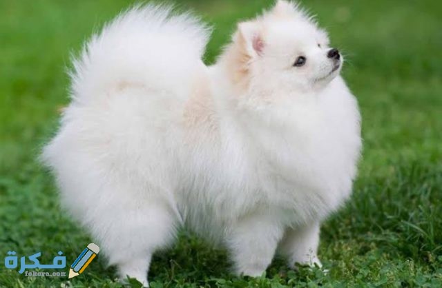 IMG ٢٠٢٠٠٩١٧ ١٨٤٦٥٤