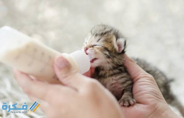 IMG ٢٠٢٠٠٩١٧ ١٨٤٧٥٠