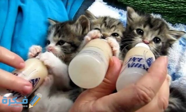 IMG ٢٠٢٠٠٩١٧ ١٨٤٨١٤