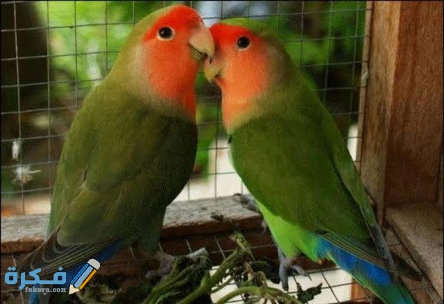 IMG ٢٠٢٠٠٩١٧ ١٨٤٨٥١