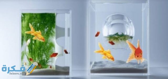 IMG ٢٠٢٠٠٩١٧ ١٨٤٩١٩