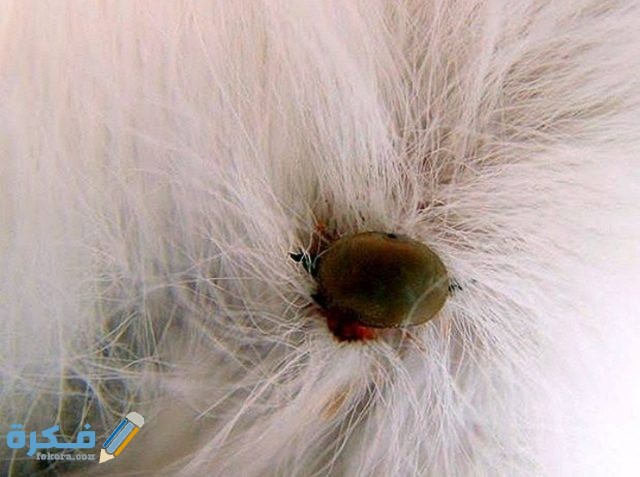 طريقة علاج حشرة القراد في الكلاب IMG ٢٠٢٠٠٩١٧ ١٨٤٩٢٦