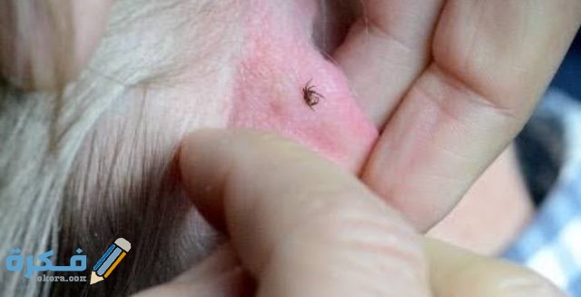 طريقة علاج حشرة القراد في الكلاب IMG ٢٠٢٠٠٩١٧ ١٨٤٩٤٤