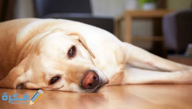 طريقة علاج مرض البارفو الكلاب IMG ٢٠٢٠٠٩١٧ ٢٢٣٧١٩