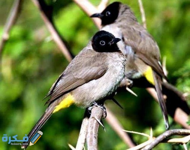 معلومات عن انواع العصافير IMG ٢٠٢٠٠٩١٩ ٠٠٢٨٤٨