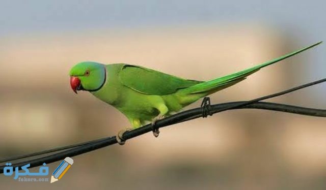 معلومات عن انواع العصافير IMG ٢٠٢٠٠٩١٩ ٠٠٢٨٥٦