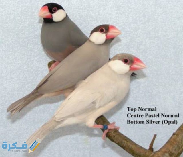 معلومات عن انواع العصافير IMG ٢٠٢٠٠٩١٩ ٠٠٢٩١٦