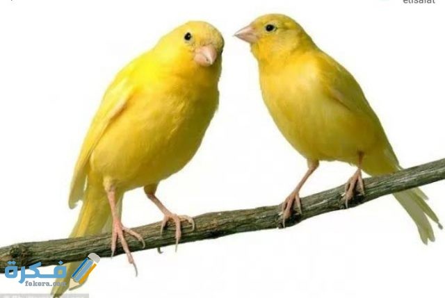 معلومات عن انواع العصافير IMG ٢٠٢٠٠٩١٩ ٠٠٢٩٢٥